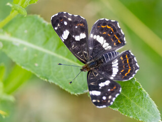 
Map butterfly