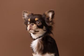 A studio portrait of a chocolate long-haired Chihuahua with a charming look, set against a rich brown background that complements its soft fur.