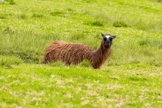 linda llama echada en el c&eacute;sped verde