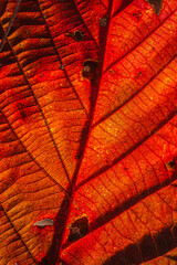 red leaf texture