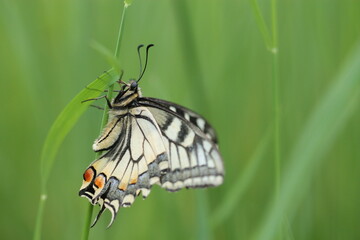 una farfalla macaone su un fiore