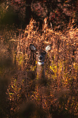 Cute deer in the autumn fields 