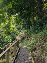 Boardwalk in the jungle in Saint Lucia - January 2025