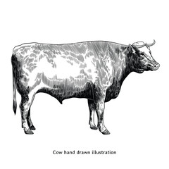 Cow illustration. Cow sketch. Cow hand drawn illustration in vintage engraving style