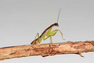Ant mantis on the branch