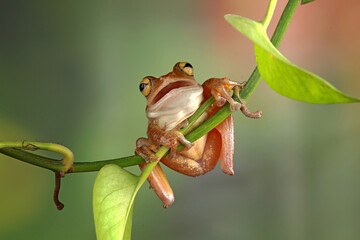 Naklejka premium Rhacophorus rhodophus, Flying tree frog on the branch