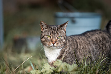 Obraz premium A tabby cat with striking green eyes stands in tall grass, staring intently at the camera. The outdoor setting includes a blurred background, adding depth to the natural scene.