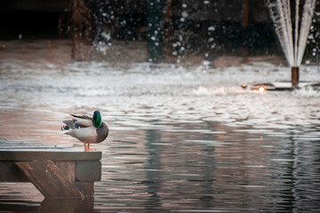 A vibrant mallard duck with a green head stands on a wooden dock by a serene pond, with water...