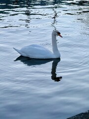 Fototapeta premium swan on the lake