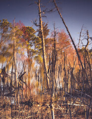 sunset in the forest