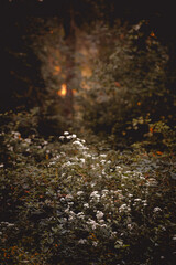 Golden hour in the woods 