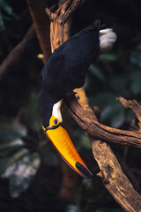 yellow billed toucan