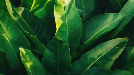 Lush Green Tropical Plant Leaves Background
