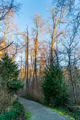 City Park Winter Trees 7
