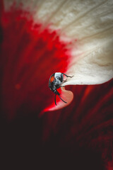 Beetle on red
