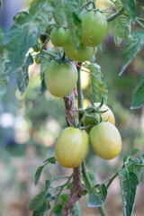 Close-up of unripe green tomatoes growing on a vine in a garden. The fresh produce is surrounded by vibrant green leaves, showcasing natural agricultural growth and organic farming.