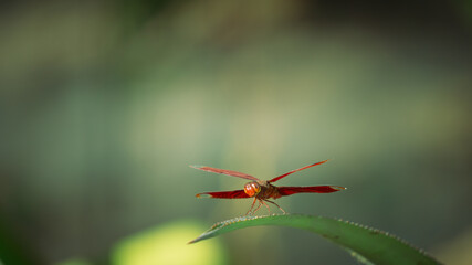 A vibrant red dragonfly perched gracefully on a green leaf, captured in stunning macro detail against a blurred natural background. Perfect for showcasing the beauty of nature and wildlife.