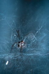 spider on the web