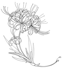 Corner bouquet with outline Lycoris radiata or red spider lily in black isolated on white background.