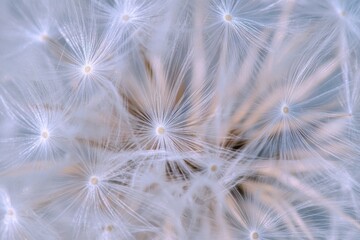Close-up of a dandelion seed head, showcasing delicate, white seeds and intricate detail.