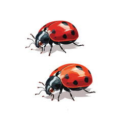 Naklejka premium Detailed Illustration of Two Vibrant Ladybugs on a White Background