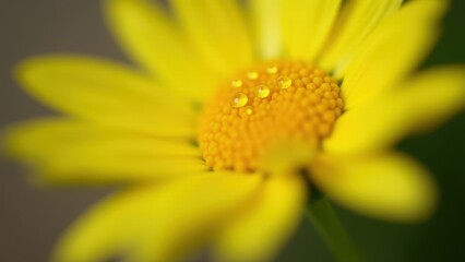 Macro photography of dewdrops on a yellow daisy petal	
