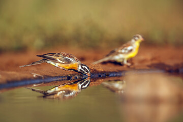 African Golden breasted Bunting couple drinking in waterhole with reflection in Greater Kruger National park, South Africa ; Specie Fringillaria flaviventris family of Emberizidae