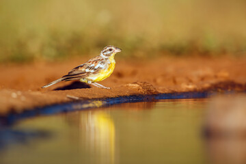 African Golden breasted Bunting standing along waterhole in morning light in Greater Kruger National park, South Africa ; Specie Fringillaria flaviventris family of Emberizidae