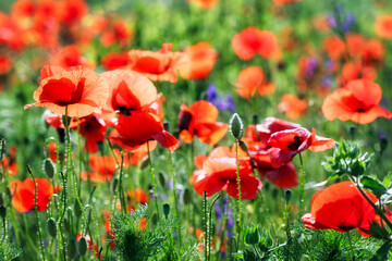 Naklejka premium Poppies flower springtime nature background
