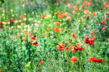 Red poppies flower meadow spring season nature background