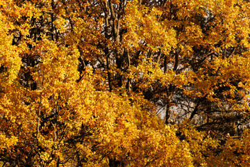 Vibrant autumn foliage in a serene forest showcases the beauty of changing seasons during a sunny afternoon