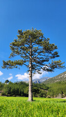 An imposing red pine tree (Pinus brutia)  touching the white clouds by rising above a green wheat field  at the foothills of the Taurus Mountains in a suny winter day