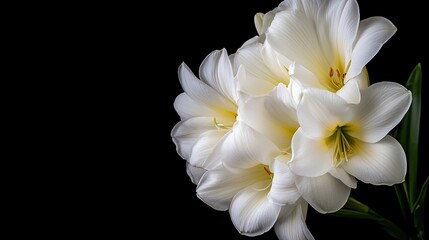 Fototapeta premium A beautiful arrangement of white freesia flowers reveals their delicate structure and soft petals against a contrasting dark background.