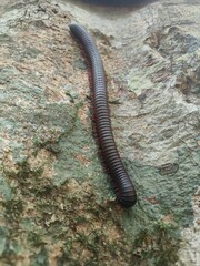 worm on the ground