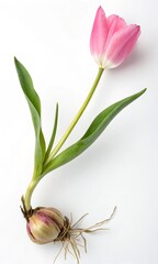 pink tulip with bulb on white background