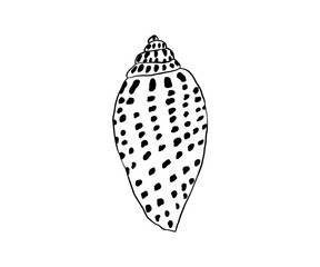 The shell is drawn in a doodle style. Sea, coast, beach. Hand drawn vector illustration.