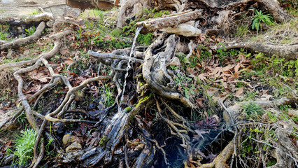 Water fountain troughs, carved from a tree trunk, used for drinking water in the Dokuzoluk Recreation Area of the Taurus Mountains.