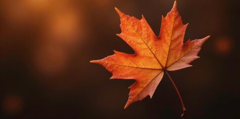 Sepia toned maples leaf isolated on dark brown, branch, nature, color