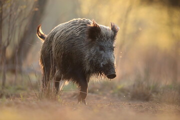 Dzik euroazjatycki, dzik, (Sus scrofa) © Bartosz Rakoczy