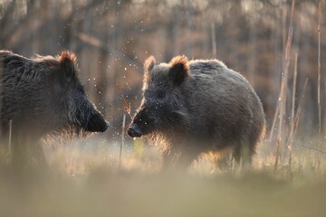 Dzik euroazjatycki, dzik, (Sus scrofa) © Bartosz Rakoczy