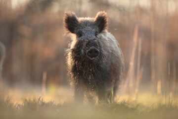 Dzik euroazjatycki, dzik, (Sus scrofa) © Bartosz Rakoczy
