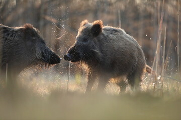 Dzik euroazjatycki, dzik, (Sus scrofa) © Bartosz Rakoczy