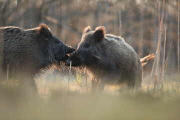 Dzik euroazjatycki, dzik, (Sus scrofa) © Bartosz Rakoczy