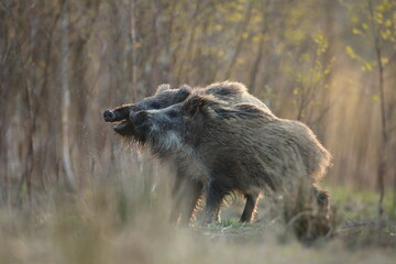 Dzik euroazjatycki, dzik, (Sus scrofa) © Bartosz Rakoczy
