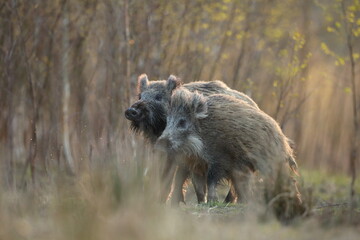 Dzik euroazjatycki, dzik, (Sus scrofa) © Bartosz Rakoczy