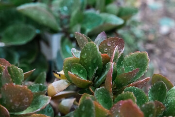 Kalanchoe a commonly cultivated evergreen house plant in details. 