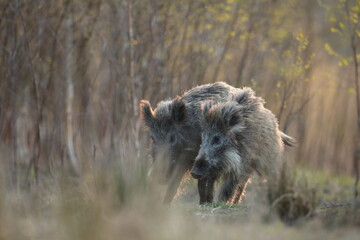 Dzik euroazjatycki, dzik, (Sus scrofa) © Bartosz Rakoczy