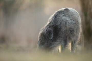 Dzik euroazjatycki, dzik, (Sus scrofa) © Bartosz Rakoczy