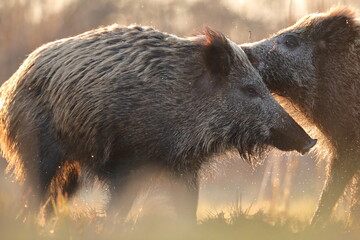Dzik euroazjatycki, dzik, (Sus scrofa) © Bartosz Rakoczy