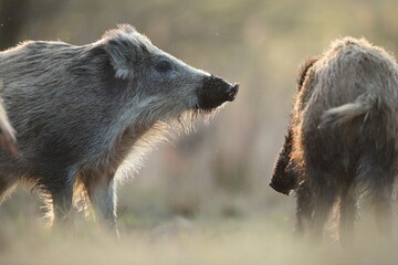 Dzik euroazjatycki, dzik, (Sus scrofa) © Bartosz Rakoczy